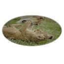 Recherche de masai mara dessous de verres Chat