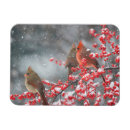 Recherche de commun magnets Hiver