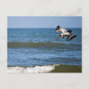 Recherche de facture cartes postales Bec