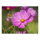 Recherche de fleur de cosmos posters Toute personne