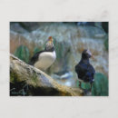 Recherche de captif Oiseaux