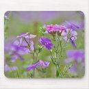 Recherche de phlox tapis souris Champ