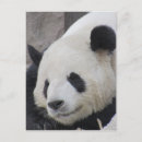 Recherche de pandas géants cartes postales Bambou