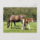 Recherche de jument et poulain cartes postales Chevaux