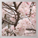 Recherche de cherry blossom posters Tree