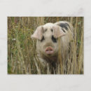 Recherche de porc mignon cartes postales Animaux