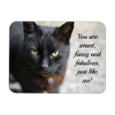 Recherche de amour de chat magnets Félin