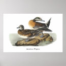 Recherche de siffleur posters Américain