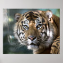 Recherche de captifs posters Californie