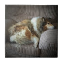 Recherche de rugueux carreaux Collie