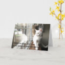 Recherche de chat gris et blanc vœux cartes Amoureux des chats