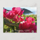 Recherche de bougainvillea cartes postales Rose