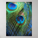 Recherche de plume de paon posters Photographie