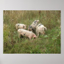 Recherche de cochon posters Ferme