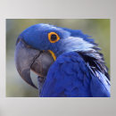 Recherche de hyacinthe posters Perroquet