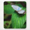 Recherche de morpho tapis souris Vert