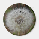 Recherche de pissenlit magnets Fleur sauvage