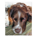 Recherche de spanier posters Animaux domestiques