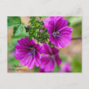 Recherche de malva posters Floral