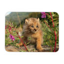 Recherche de de lynx magnets Chat sauvage