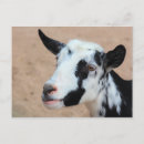 Recherche de chèvre noire cartes postales Blanc