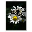Recherche de mite photographie Animal