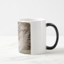 Recherche de yeux tigre tasses Chat