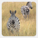 Recherche de cheval zèbre autocollants Afrique