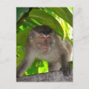 Recherche de macaques cartes postales Indonésie