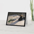 Recherche de paon vœux cartes Photographie