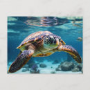 Recherche de tortue de mer cartes postales Océan