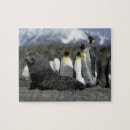 Recherche de otarie puzzles Vie marine