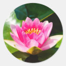 Recherche de nénuphars roses autocollants Étang