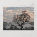 Recherche de pantanal cartes postales Jungle