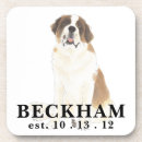 Recherche de bernards de saint St bernard