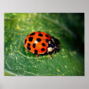 Recherche de coccinelles posters Pour elle