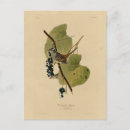 Recherche de moineau cartes postales Illustration