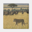 Recherche de sur le mouvement magnets Faune