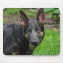 Recherche de chiot berger allemand tapis souris Animaux domestiques