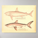Recherche de requin vintage art Antique