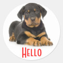Recherche de chiot rottweiler autocollants Chien