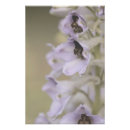 Recherche de belles fleurs posters Pour tous