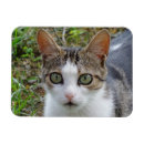 Recherche de chat blanc magnets Tabby