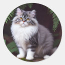 Recherche de chat gris et blanc autocollants Animal
