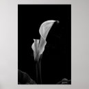 Recherche de de zantedeschia posters Fleur