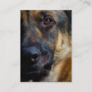 Recherche de chien berger allemand cartes visite Animaux