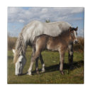 Recherche de poulain carreaux Équestre