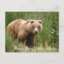 Recherche de ours cartes postales Portrait
