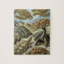 Recherche de tortue de mer puzzles Vie marine