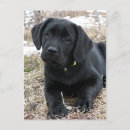 Recherche de black puppy cartes postales Chiot